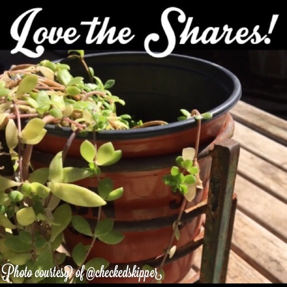 Thank you, thank you! 🥰🥰 For all the shares! - Picture 4 of 7